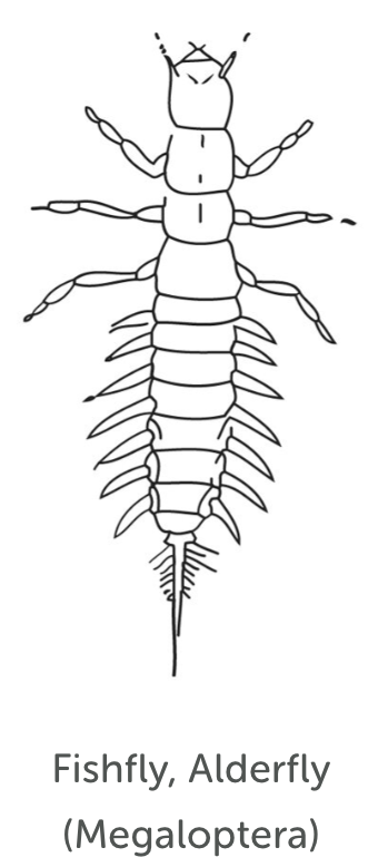 Least Tolerant Bug 3